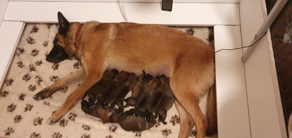 chiot Berger Belge Des Bergers Des Menhirs